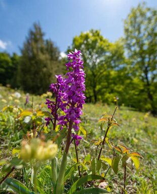 Das Knabenkraut ist eine Orchideenart und blüht von April bis Mai. Es ist stark gefährdet und darf nicht gepflückt oder ausgestochen werden.